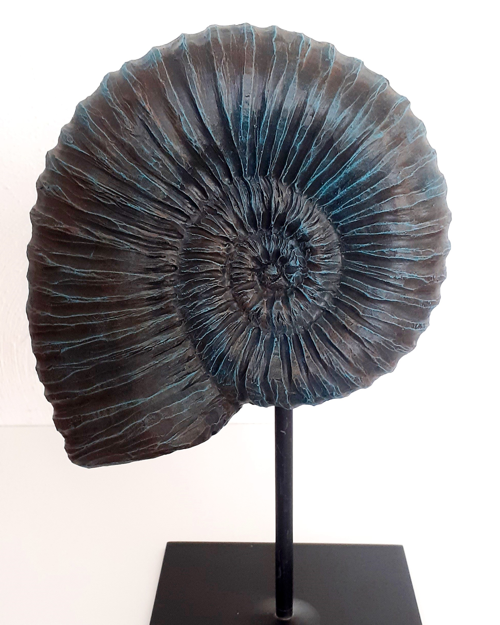  Ammonite